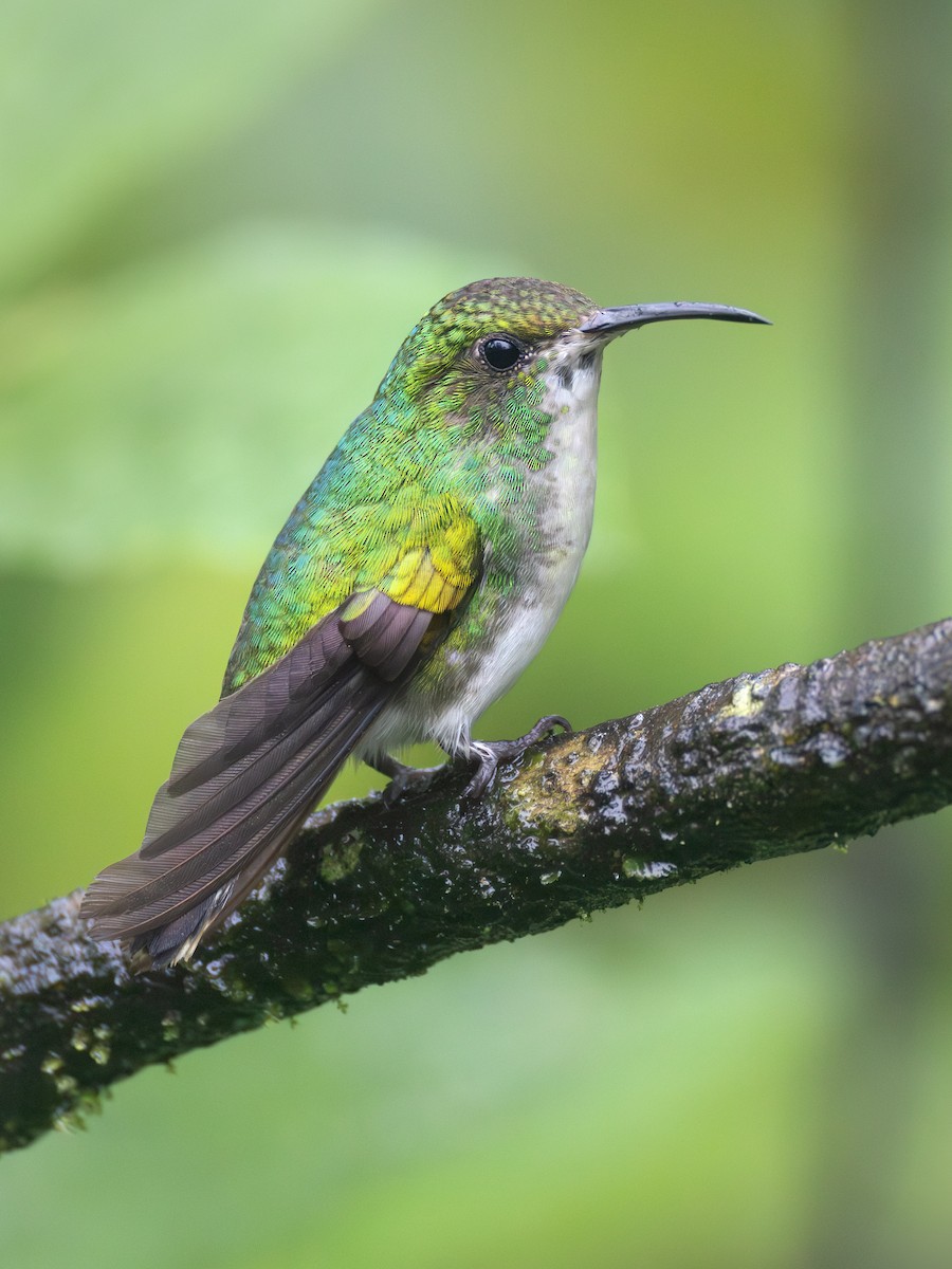 Coppery-headed Emerald - ML639742949