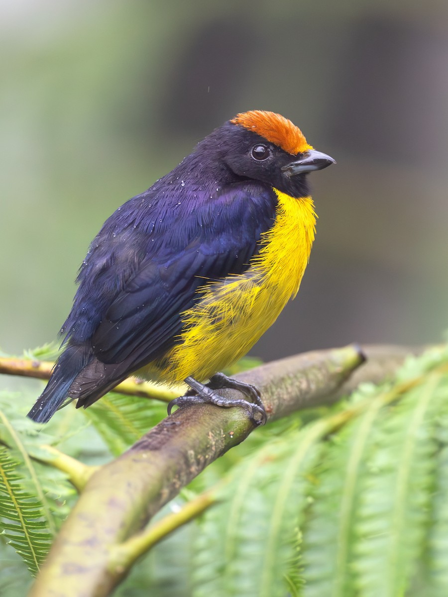 Tawny-capped Euphonia - ML639742953