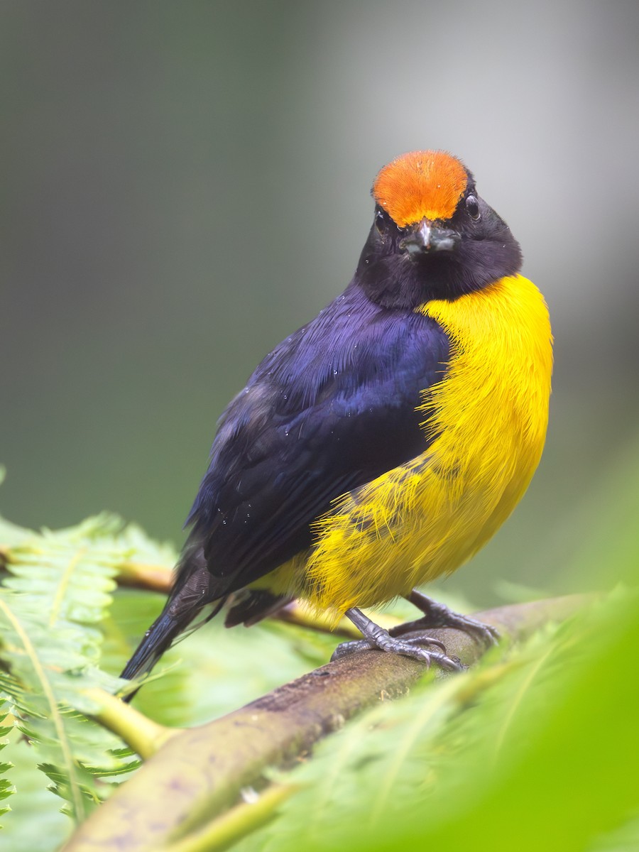 Tawny-capped Euphonia - ML639742954