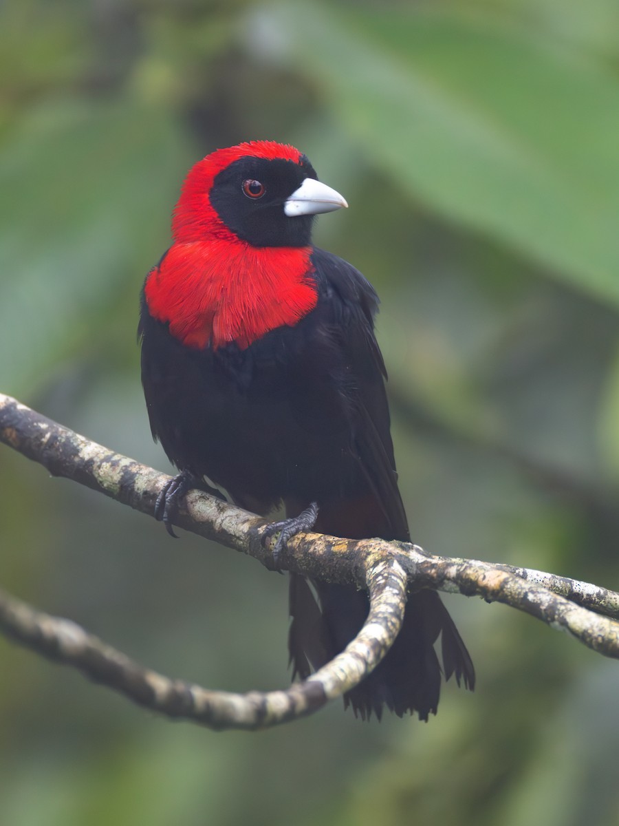 Crimson-collared Tanager - ML639742957