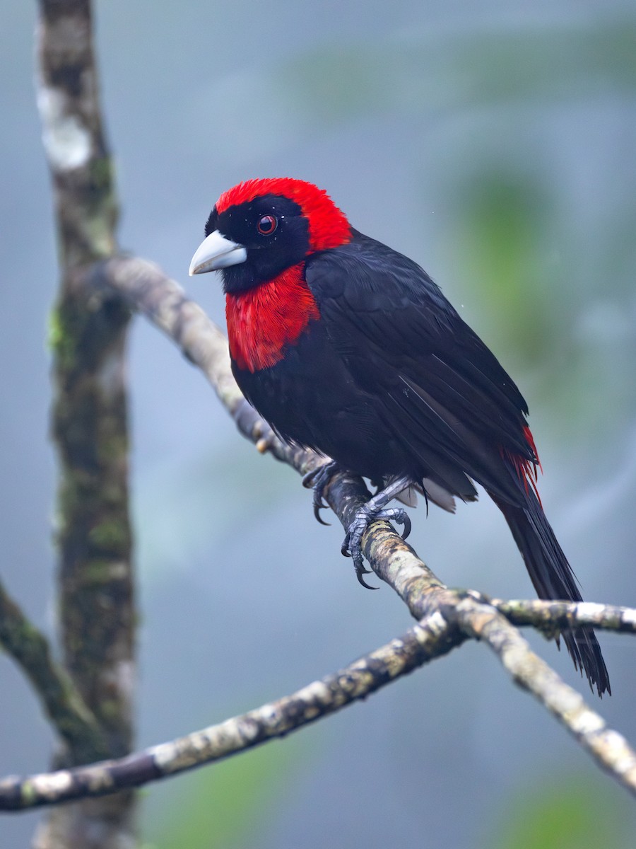 Crimson-collared Tanager - ML639742958