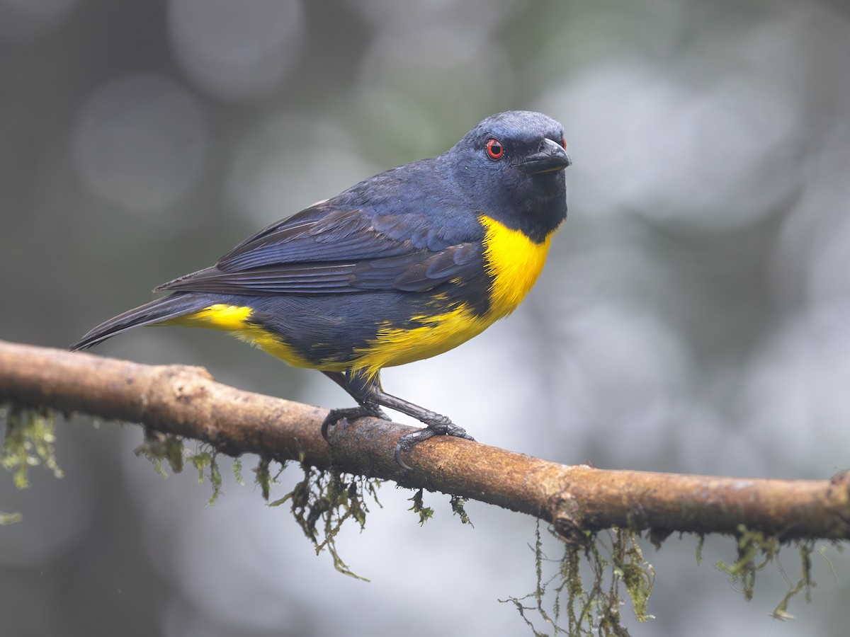 Blue-and-gold Tanager - ML639742964
