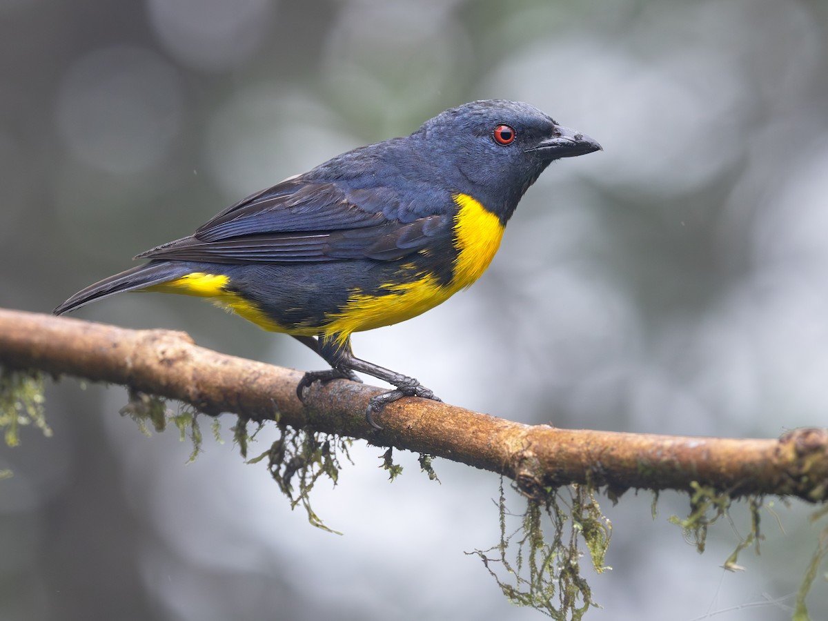 Blue-and-gold Tanager - ML639742965