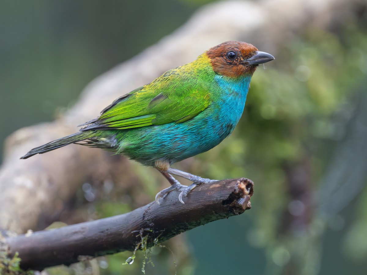 Bay-headed Tanager - ML639742970