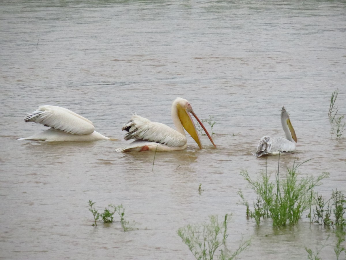 Great White Pelican - ML639742971
