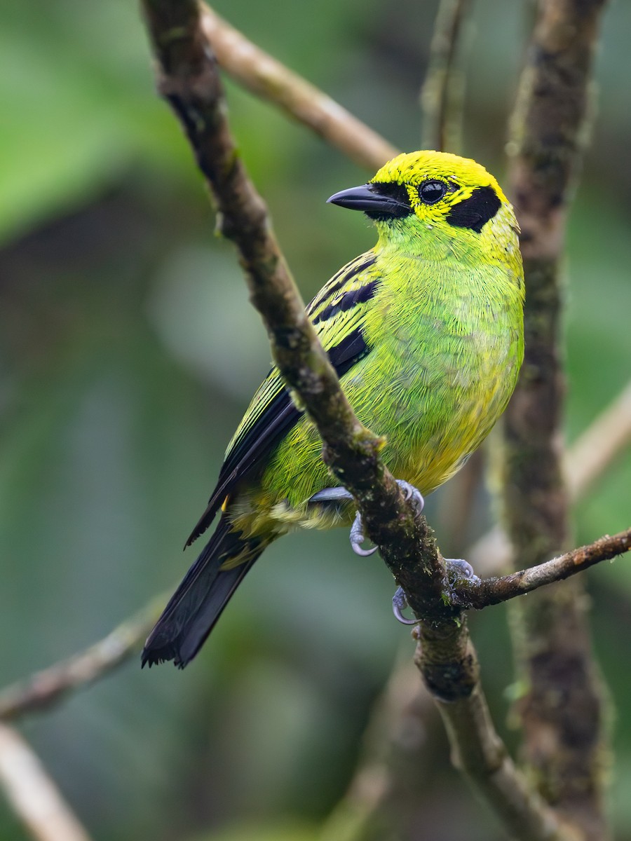 Emerald Tanager - ML639742997
