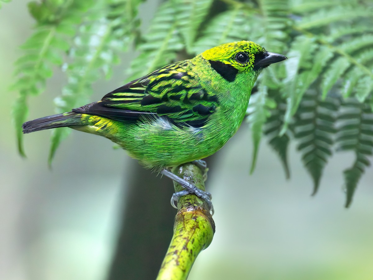 Emerald Tanager - ML639742998
