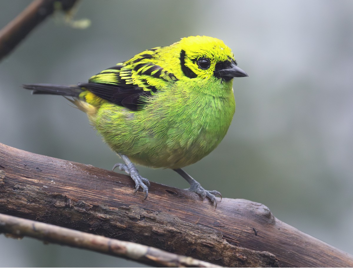 Emerald Tanager - ML639743055