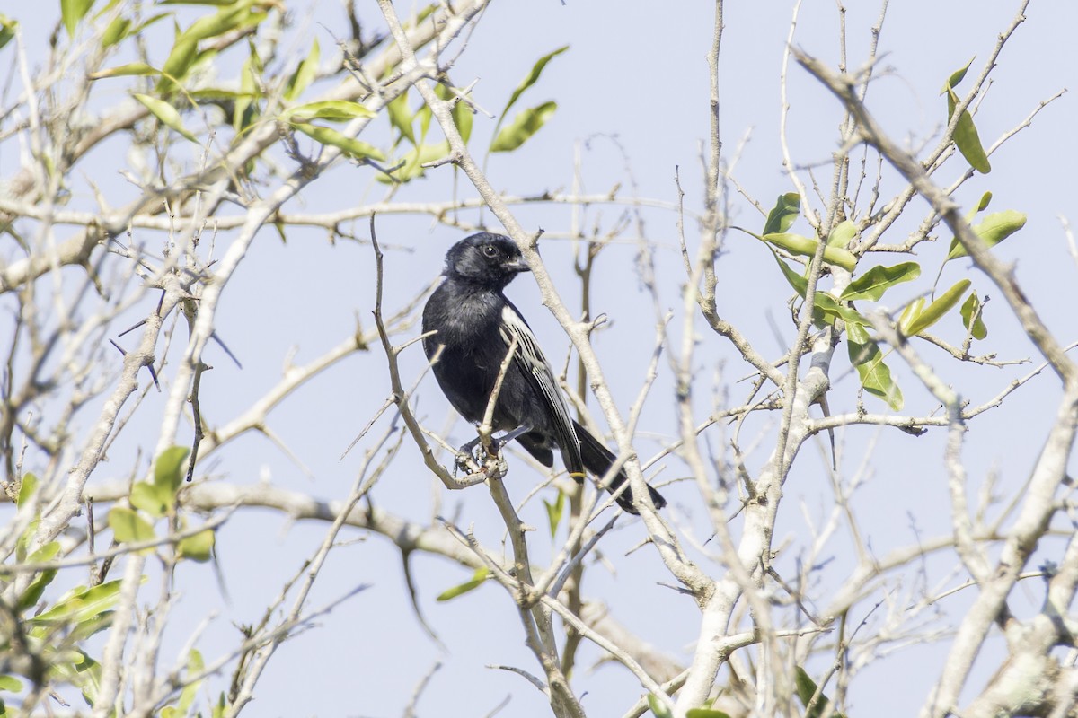 Southern Black-Tit - ML639743064