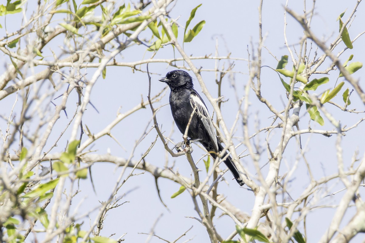 Southern Black-Tit - ML639743065