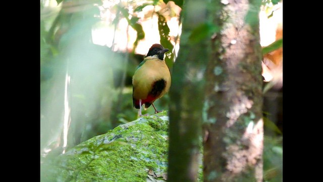 Noisy Pitta - ML639743078
