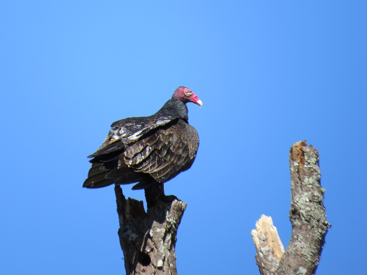 Turkey Vulture - ML639743097