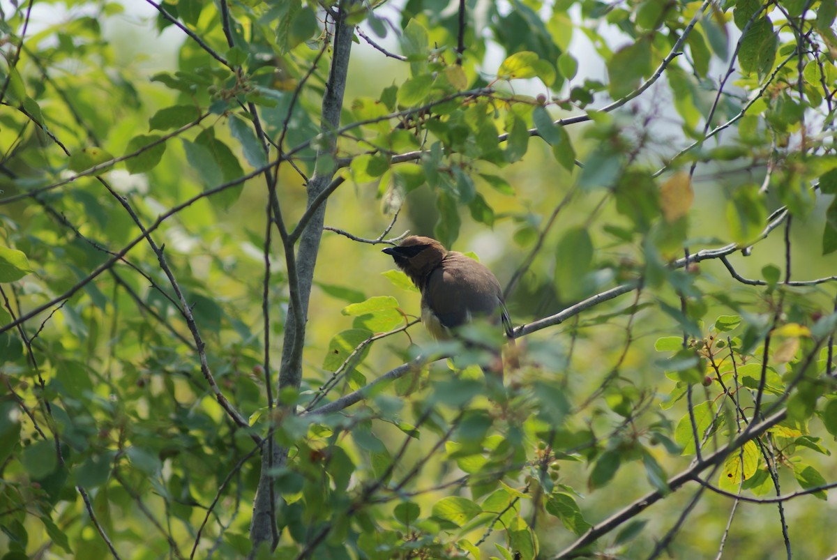 Cedar Waxwing - ML639743137