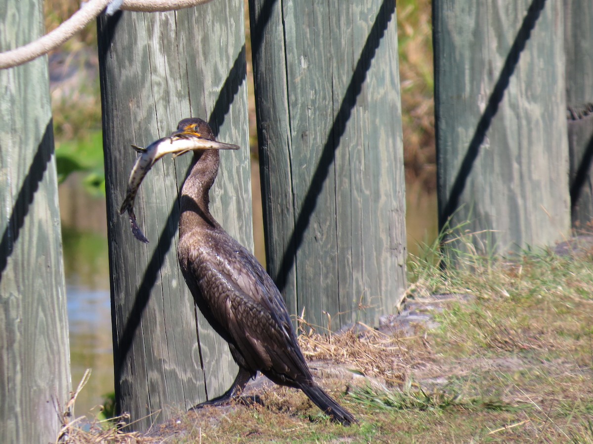 Double-crested Cormorant - ML639743143