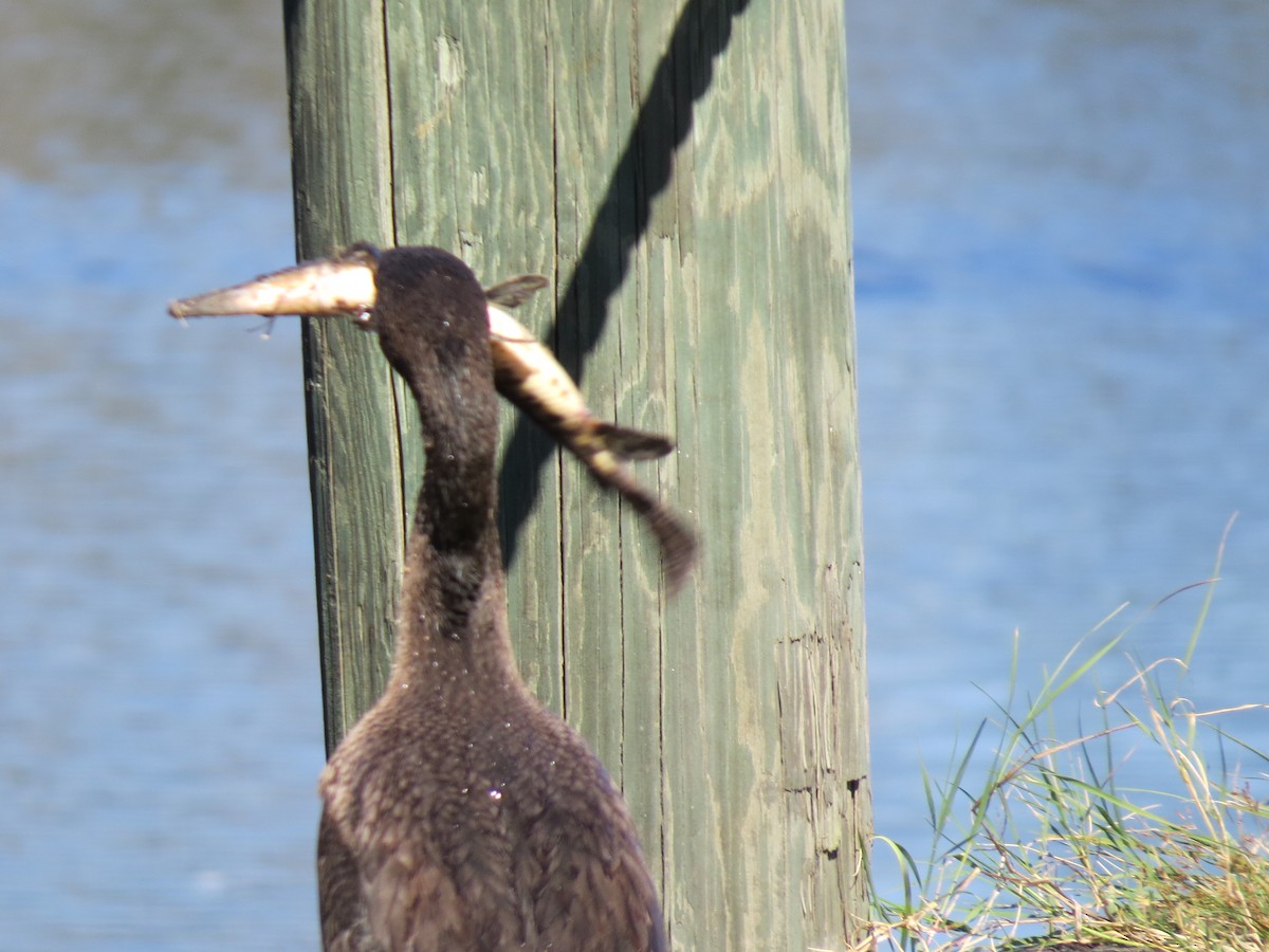 Double-crested Cormorant - ML639743144