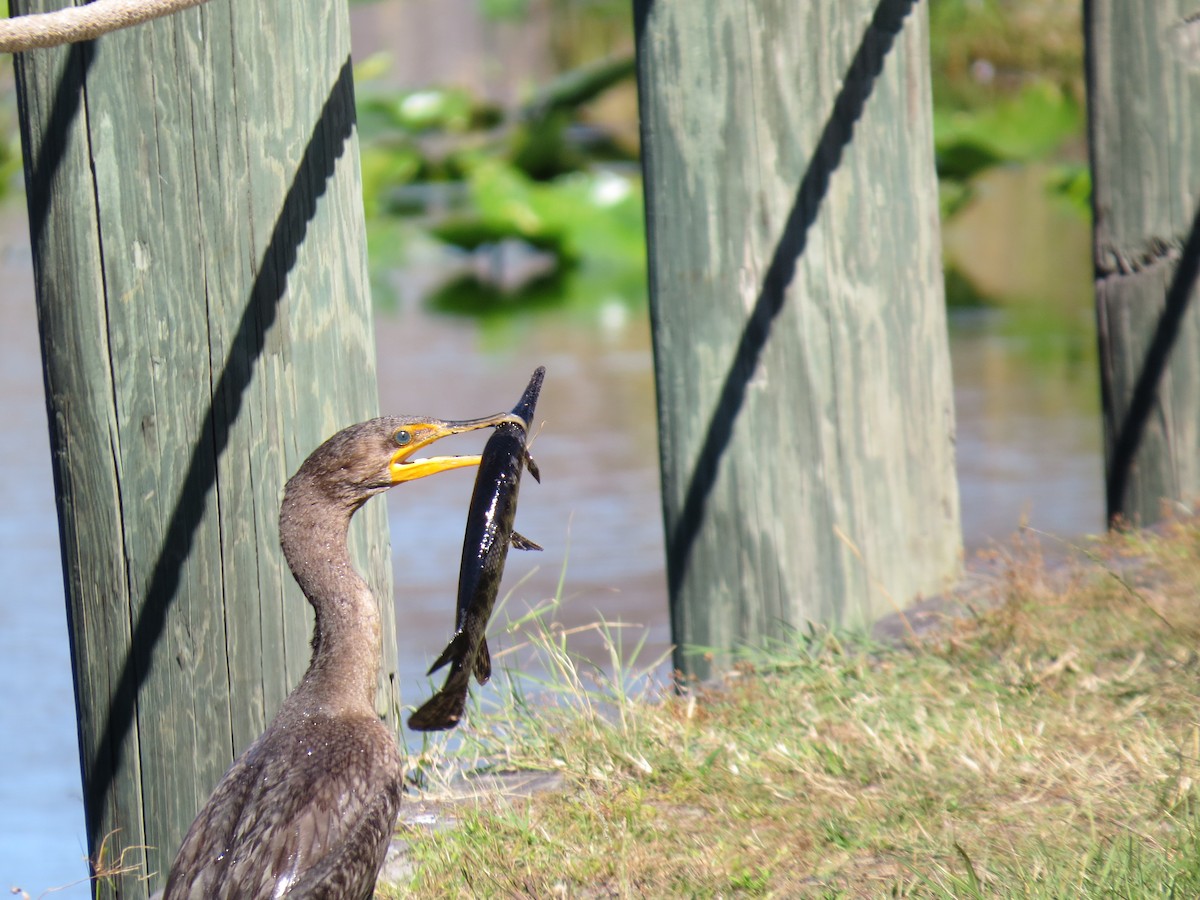 Double-crested Cormorant - ML639743145