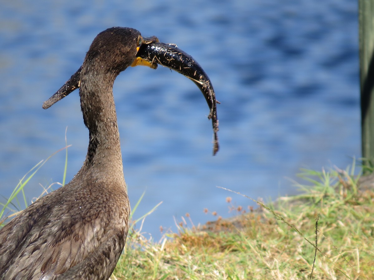 Double-crested Cormorant - ML639743146