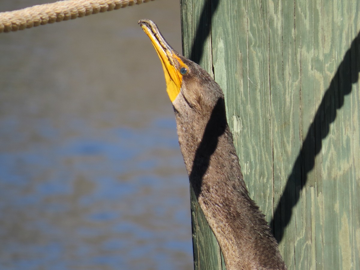 Double-crested Cormorant - ML639743147