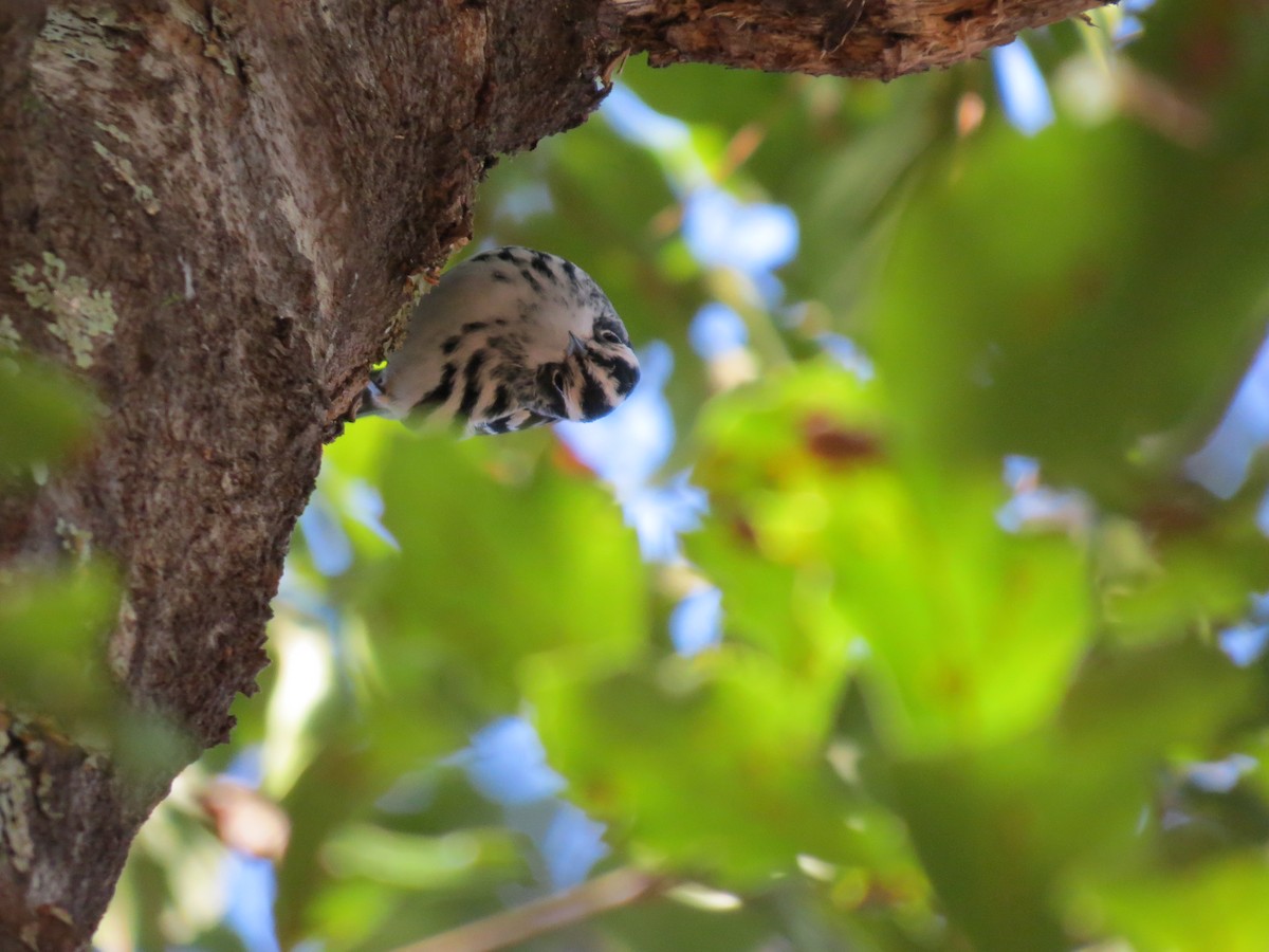Black-and-white Warbler - ML639743164