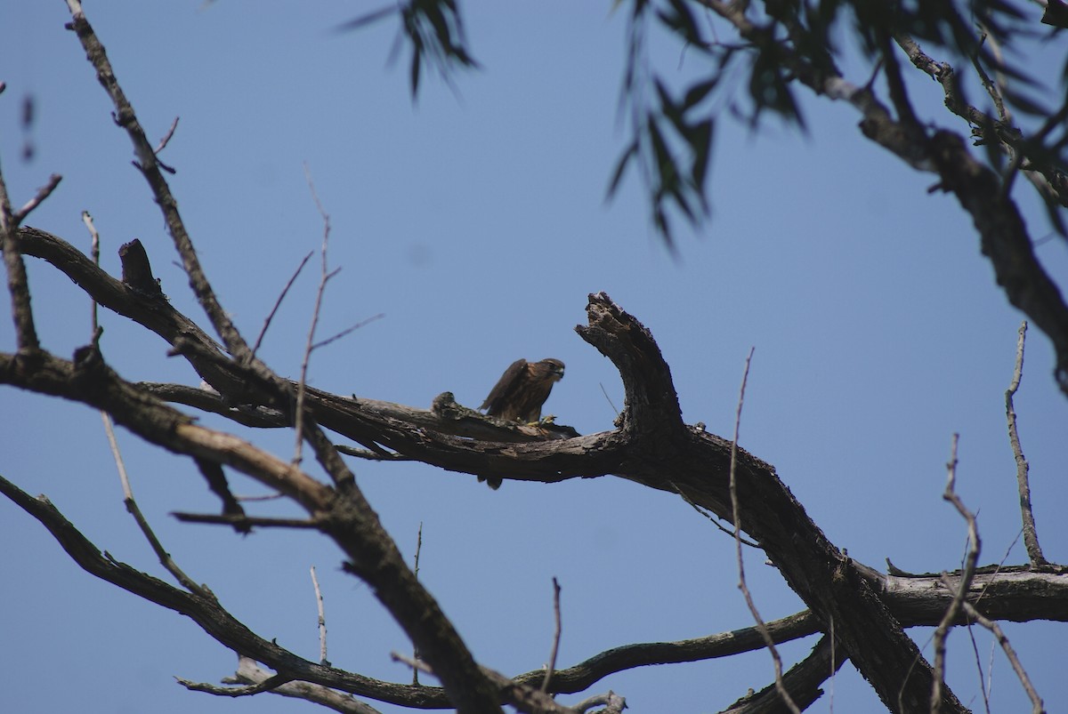 Merlin - ML639743166