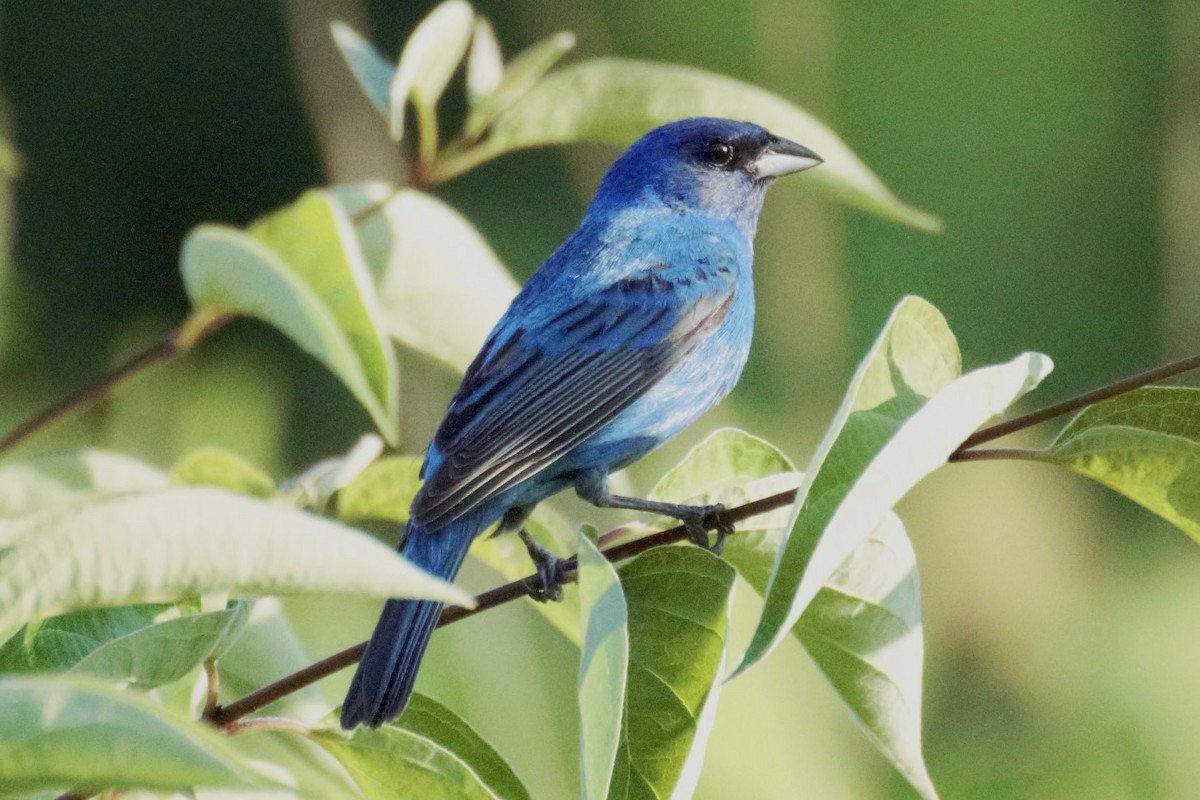 Indigo Bunting - ML639743167
