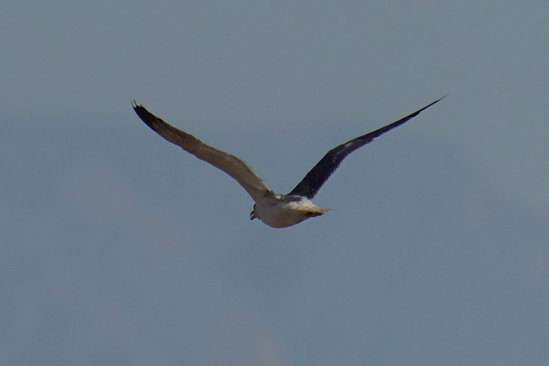 Yellow-footed Gull - ML639743171