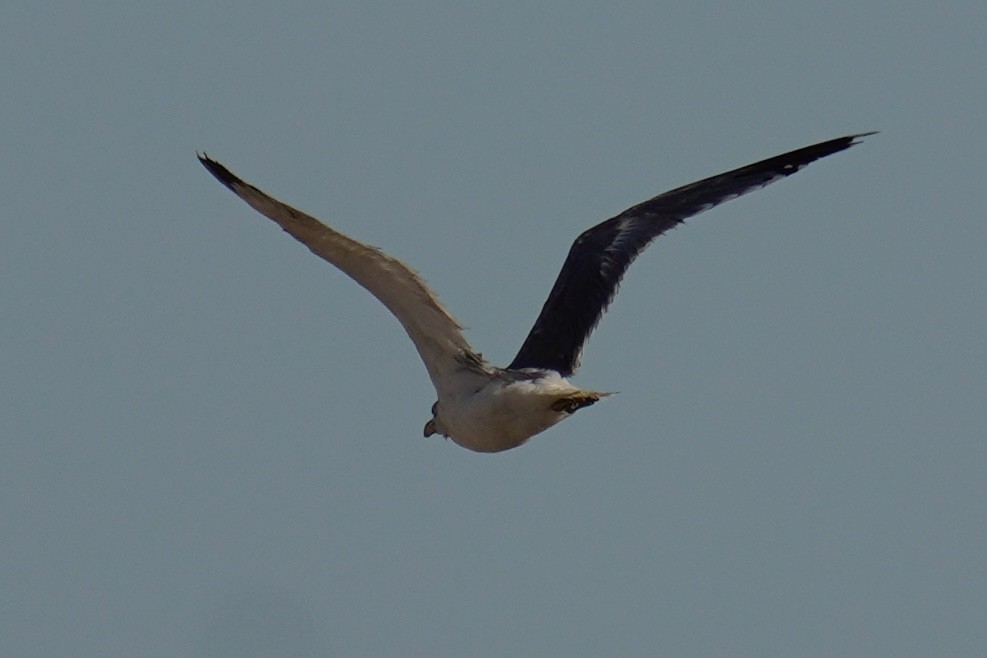 Yellow-footed Gull - ML639743172