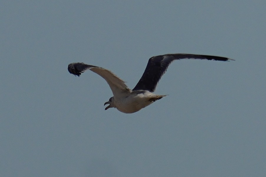 Yellow-footed Gull - ML639743173