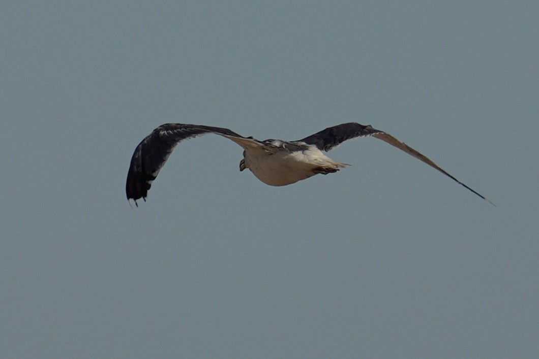 Yellow-footed Gull - ML639743174