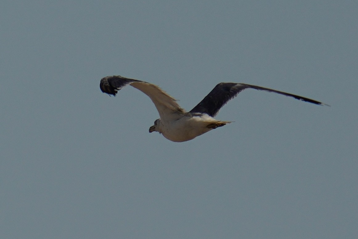 Yellow-footed Gull - ML639743175