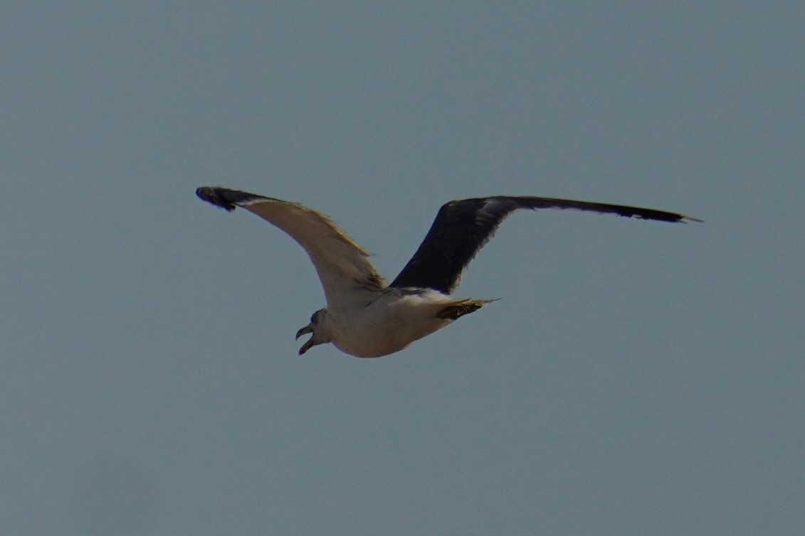 Yellow-footed Gull - ML639743176