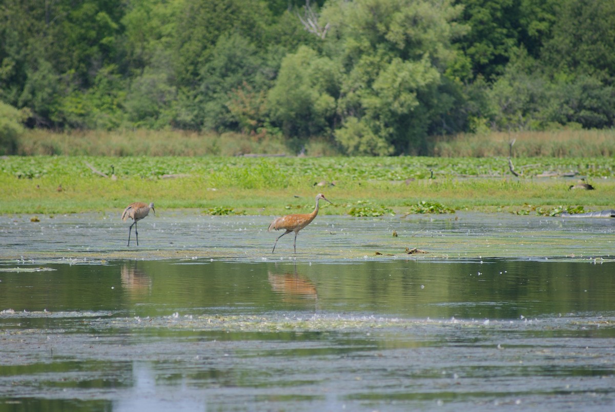 Sandhill Crane - ML639743178