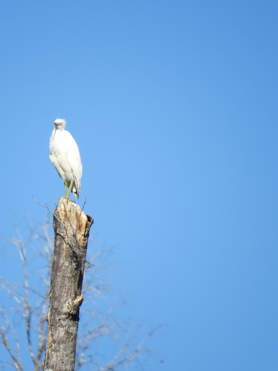 Western Cattle-Egret - ML639743180