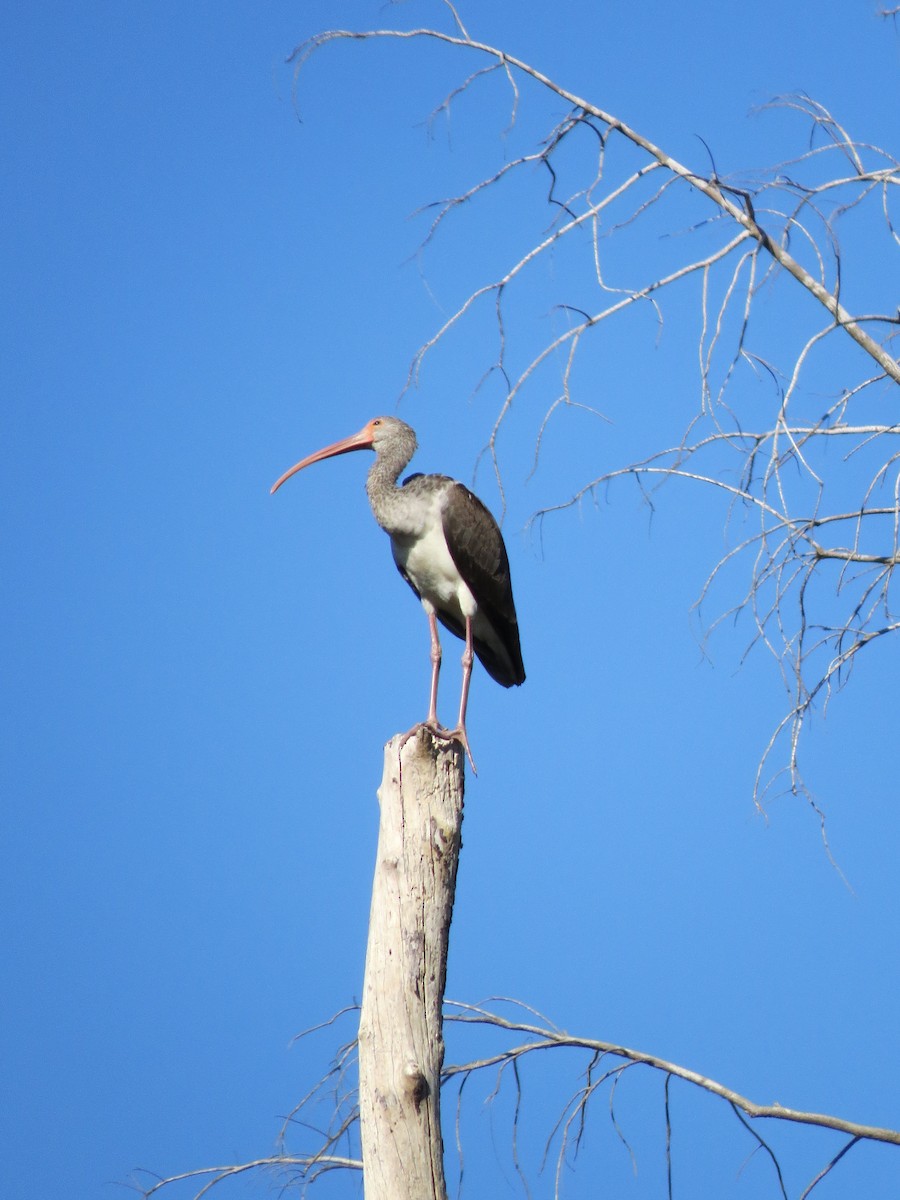 White Ibis - ML639743189