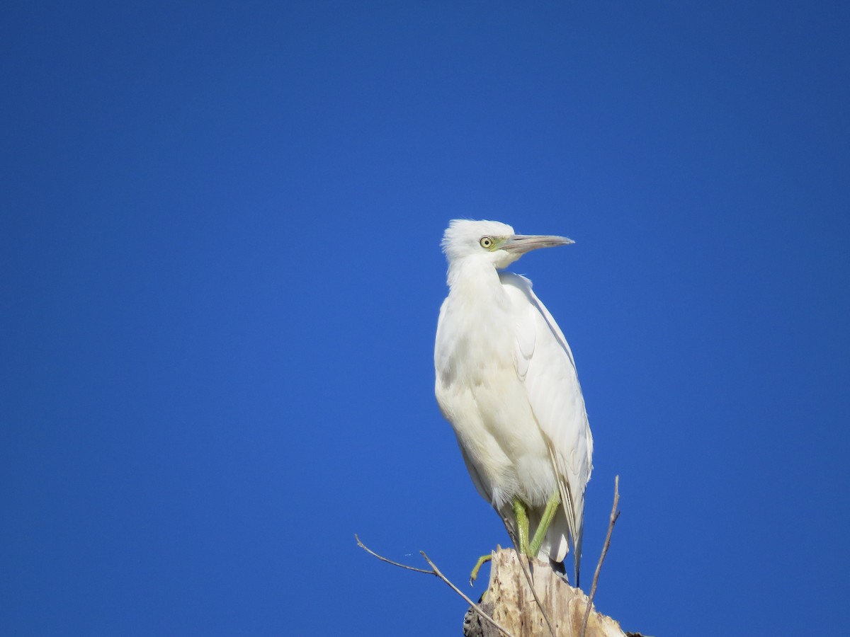 Western Cattle-Egret - ML639743206