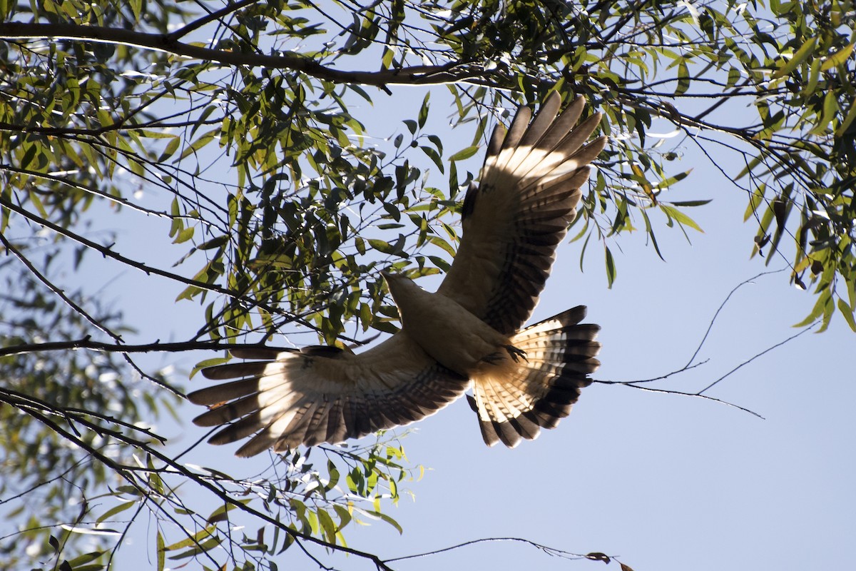 Caracara à tête jaune - ML63974321