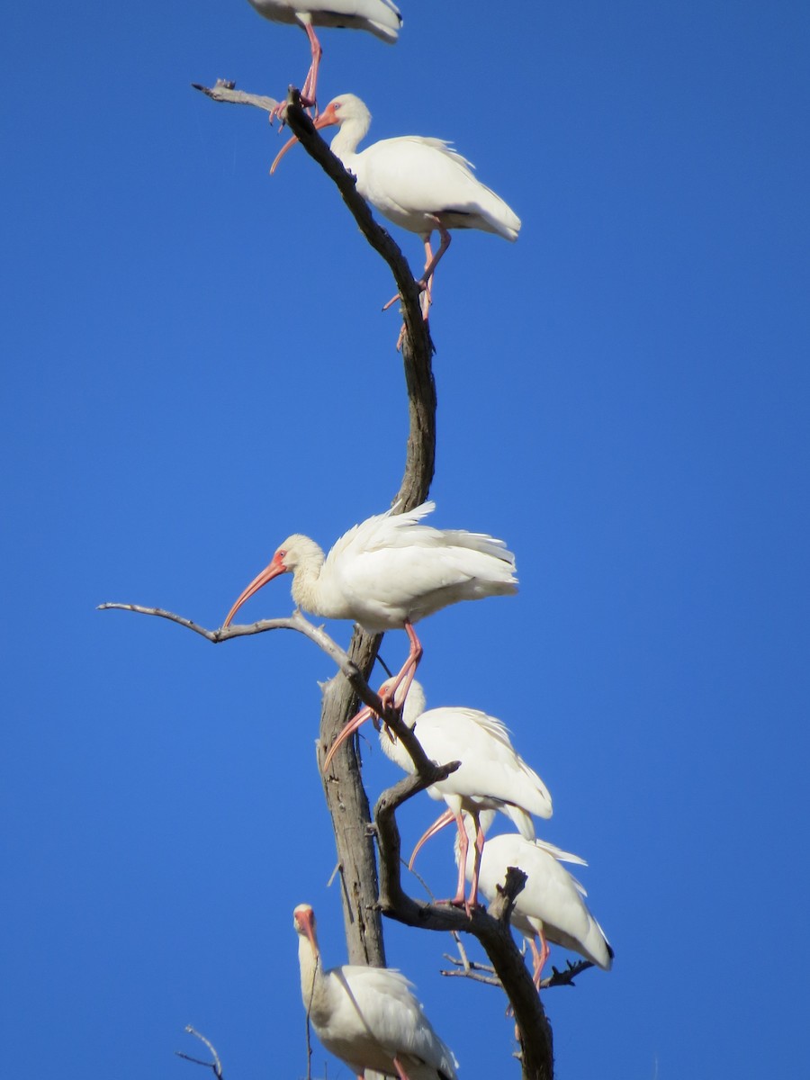 White Ibis - ML639743220