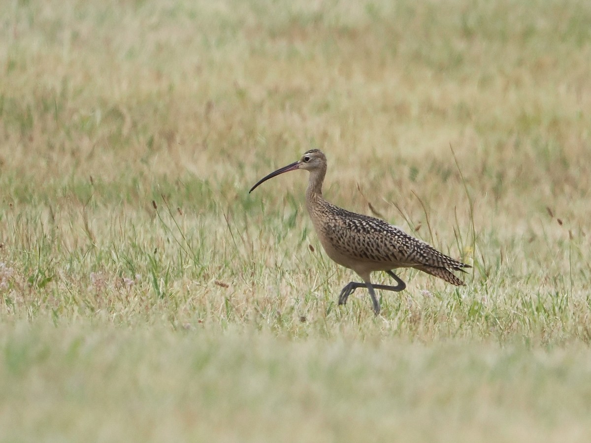 Long-billed Curlew - ML639743227