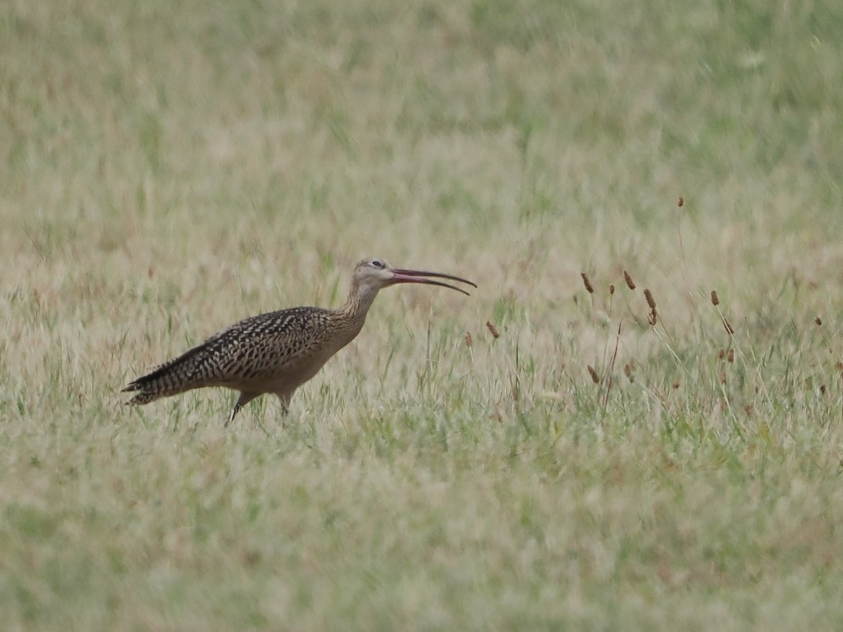 Long-billed Curlew - ML639743228