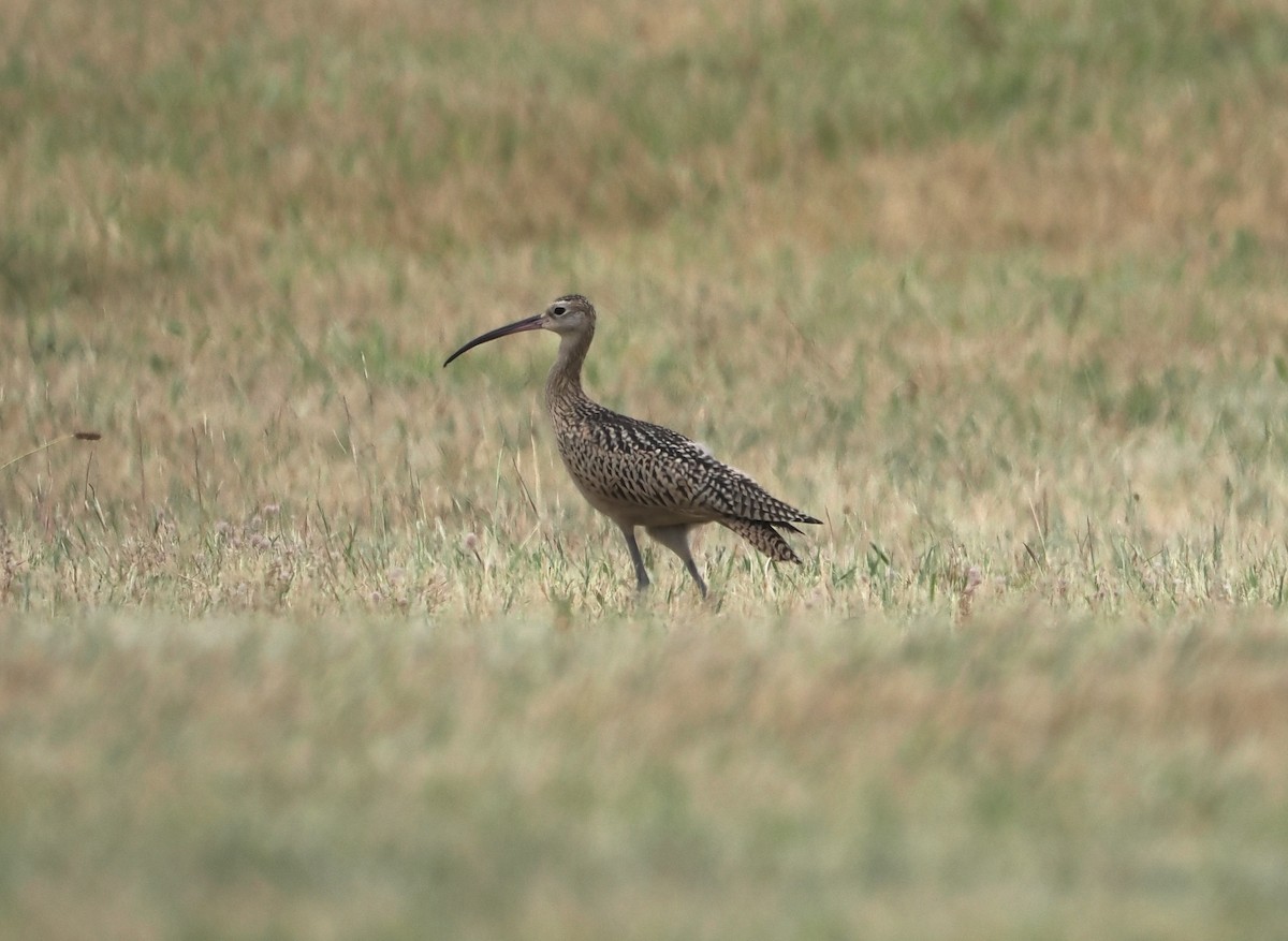 Long-billed Curlew - ML639743229