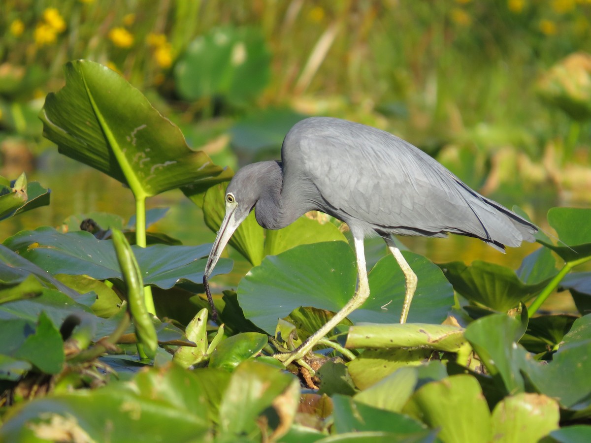 Little Blue Heron - ML639743247