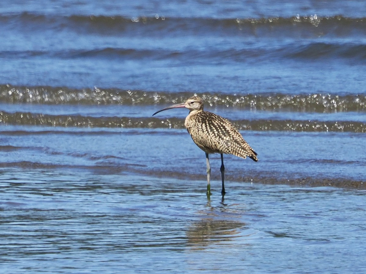 Long-billed Curlew - ML639743255