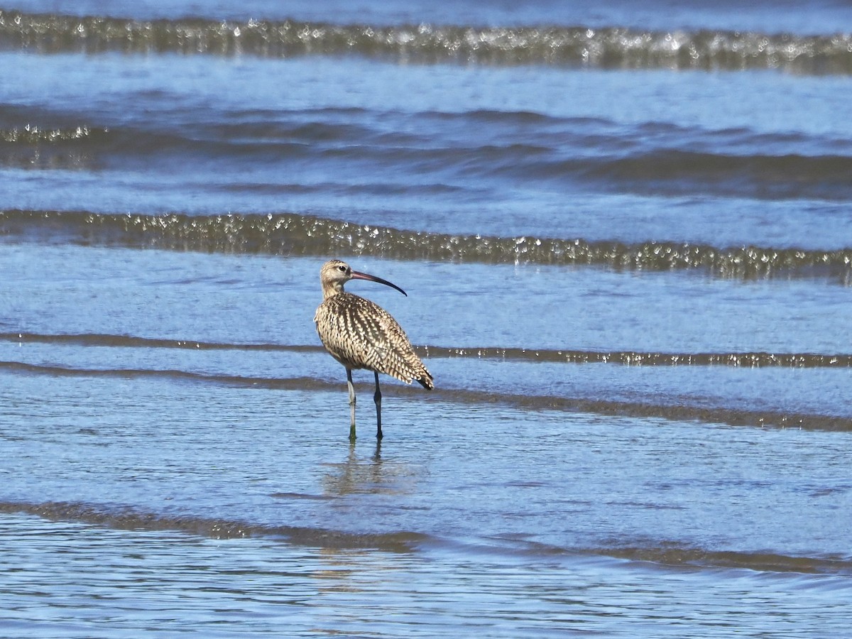 Long-billed Curlew - ML639743256