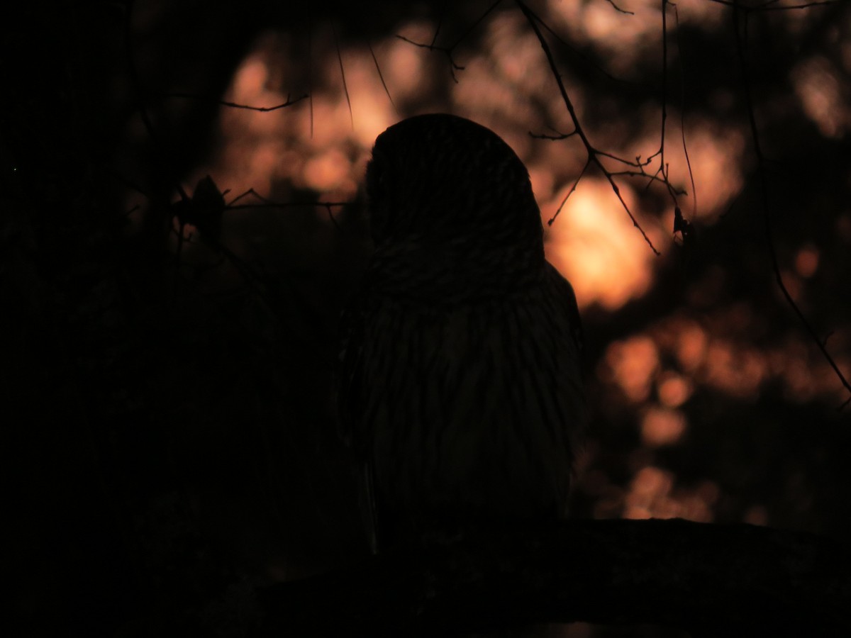 Barred Owl - ML639743260