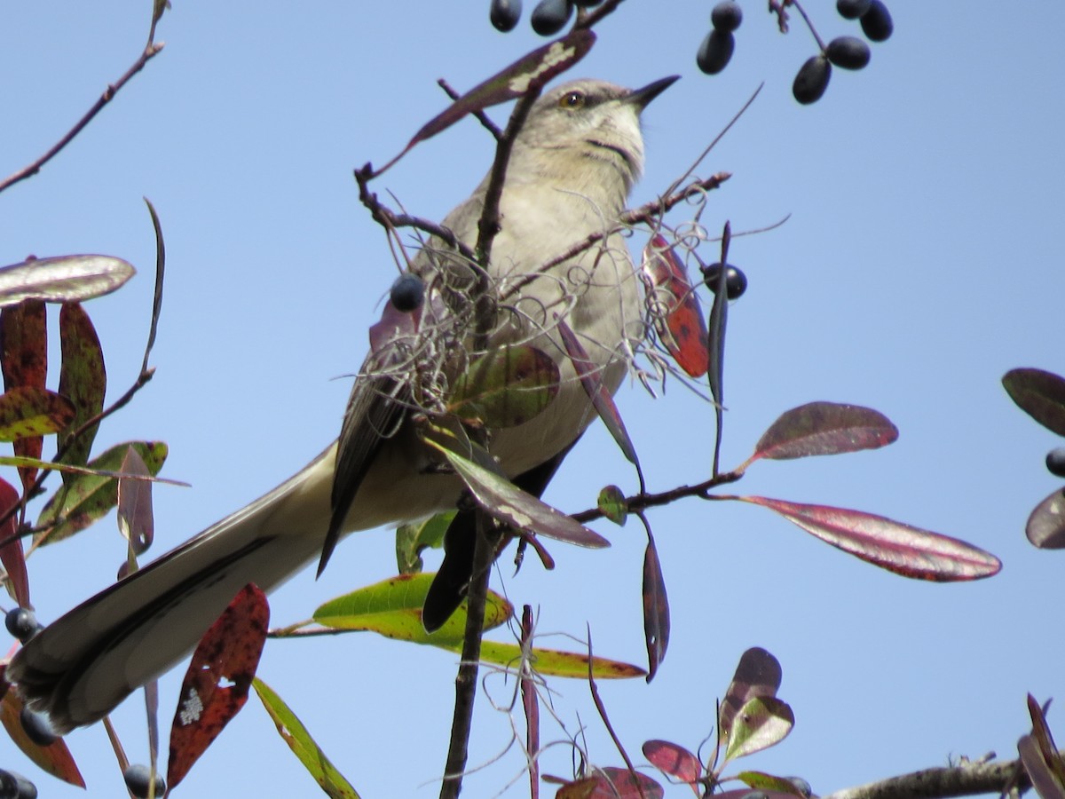 Northern Mockingbird - ML639743296