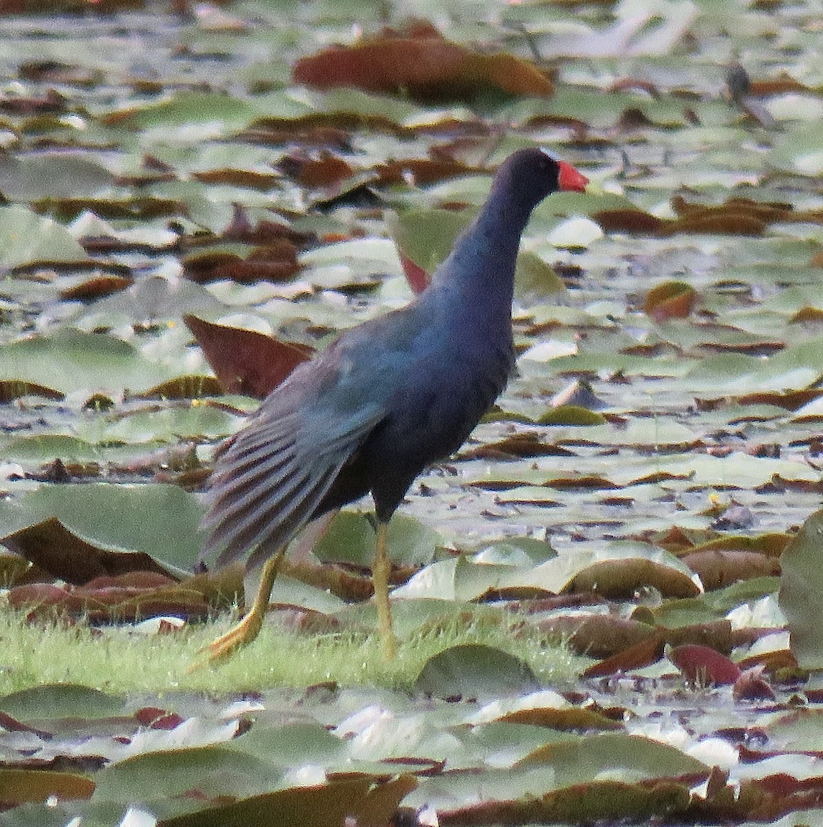 Purple Gallinule - ML639743299