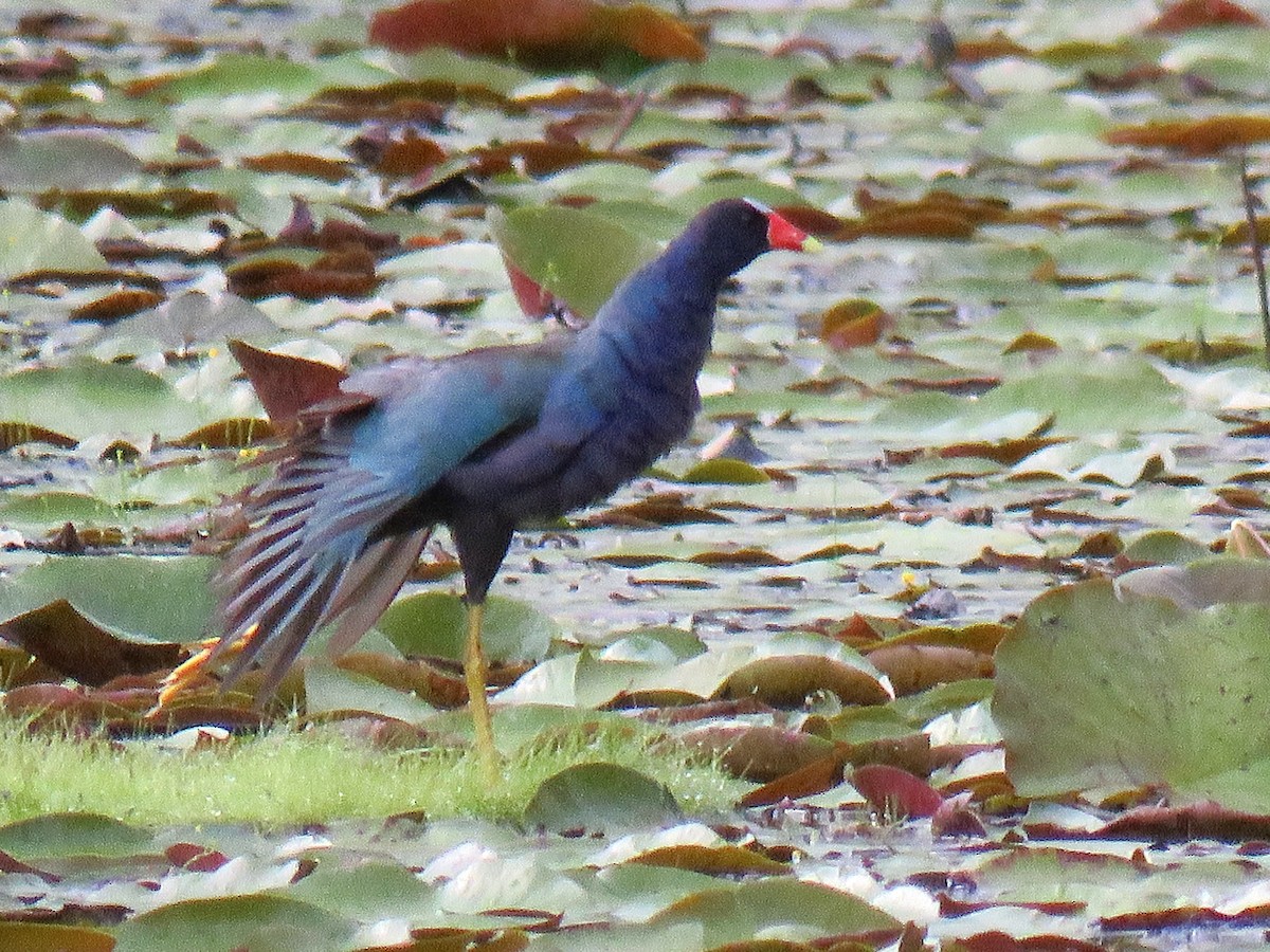 Purple Gallinule - ML639743300