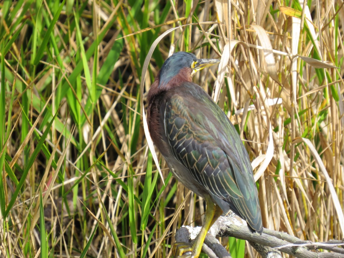 Green Heron - ML639743328