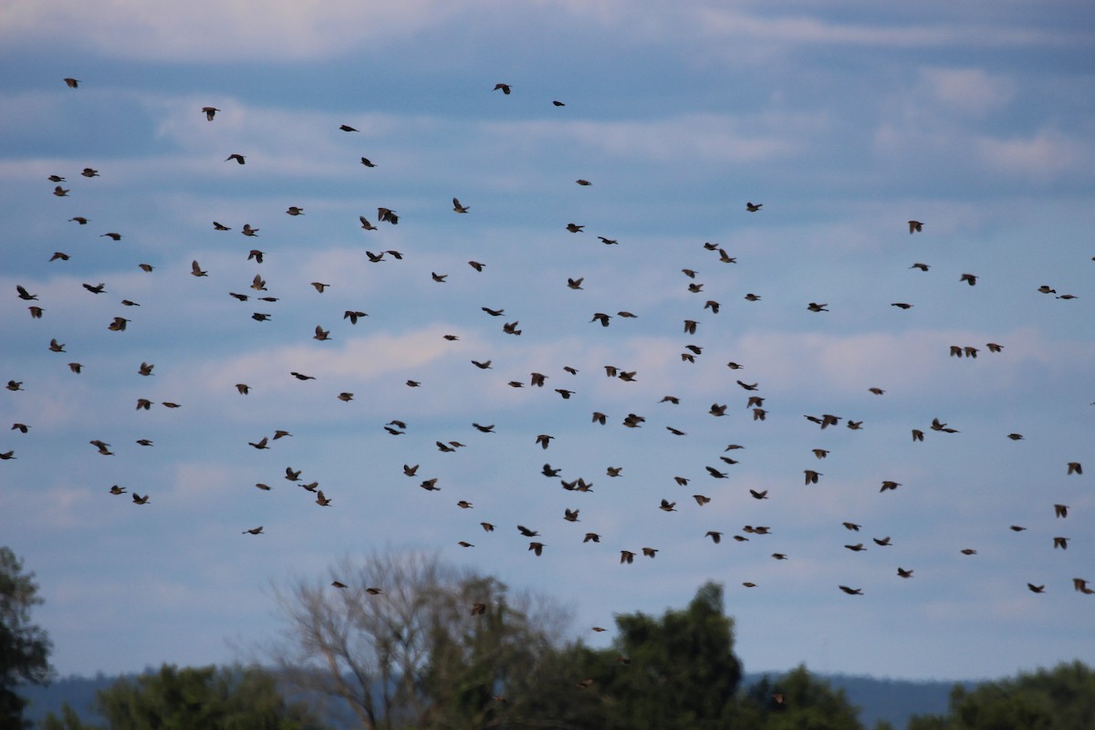 Icteridae sp. - ML639743334