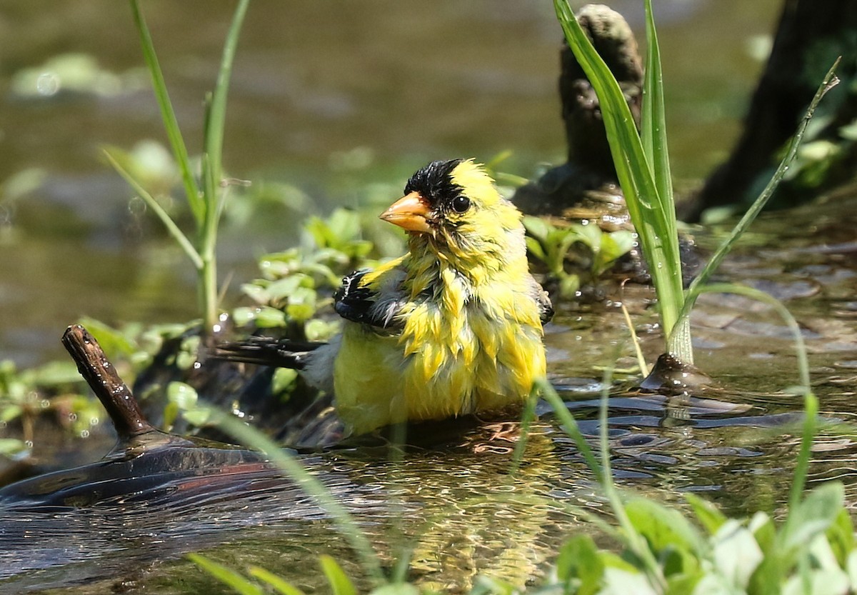 Chardonneret jaune - ML639743341